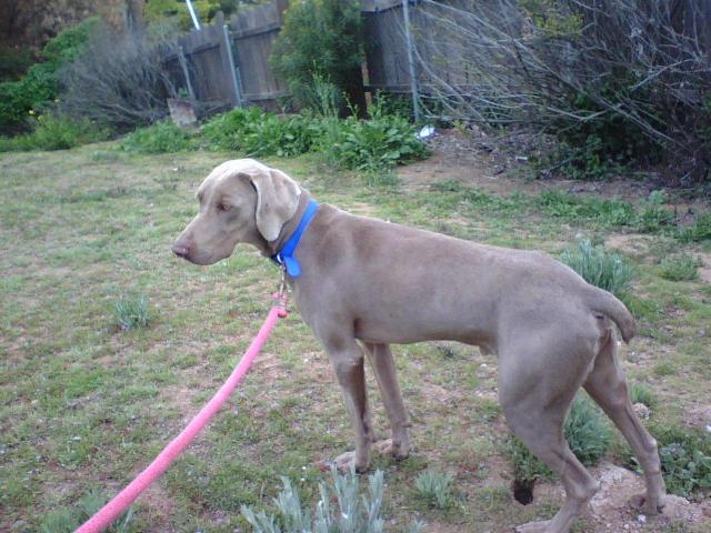 Zaffino standing