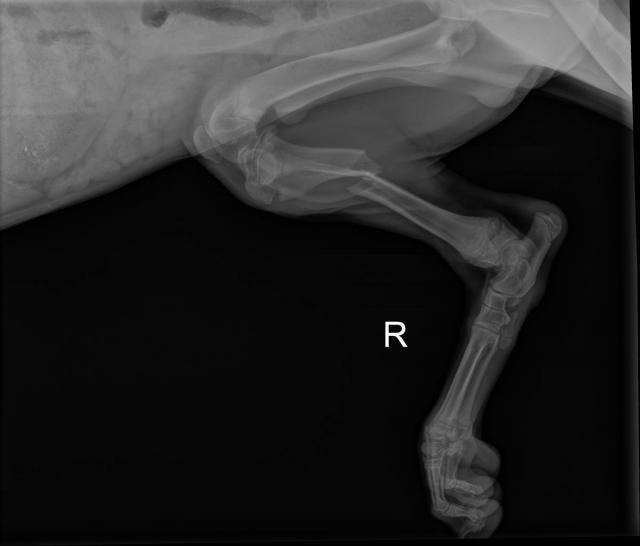 R Leg View 2