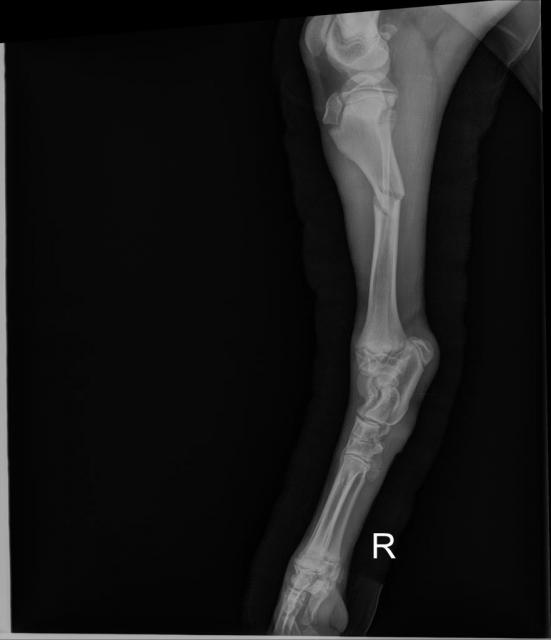 Right rear leg 3