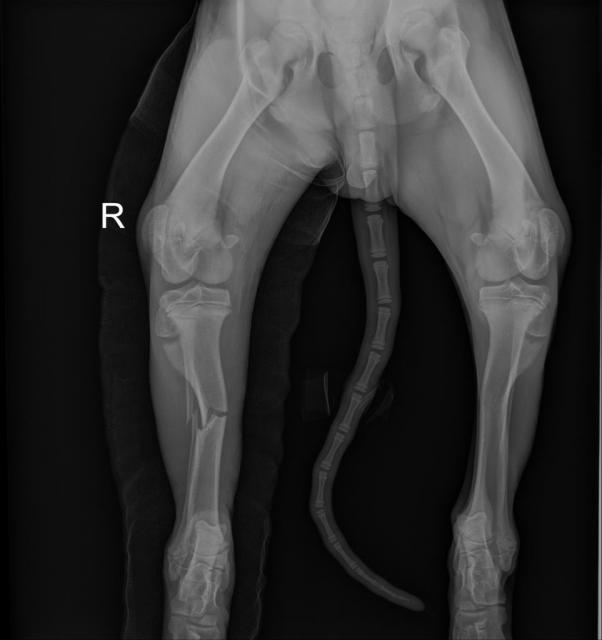 Rear right leg break