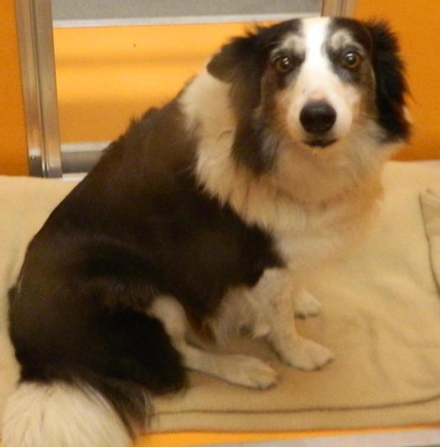 Maggie just dropped off at shelter