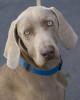 1Nicolas_weim_headshot_180x225