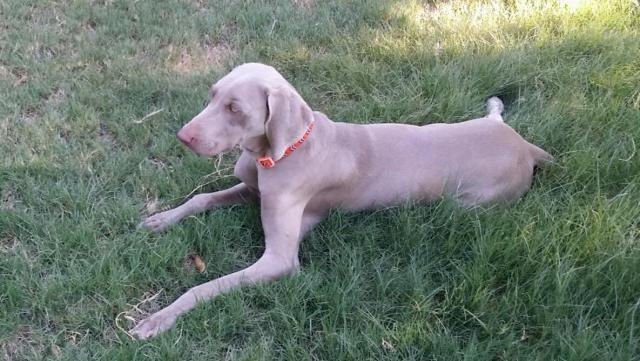 Belle in grass