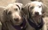 Lumi-left, Bodhi-right as puppies