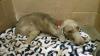 Injured Cairo at the shelter
