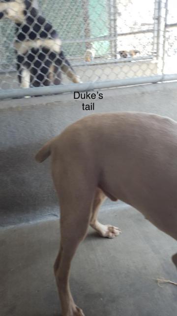 duke’s wiggly tail