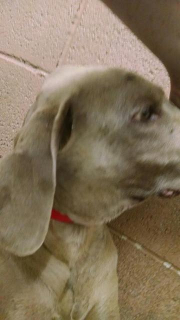 Cairo’s face in the shelter