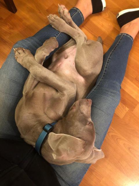 Indy Stretched out on Mamas legs