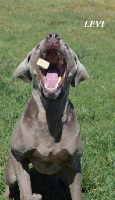 Levi catches a treat!