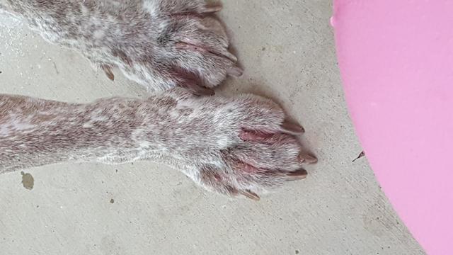 5/18Gibbs foot