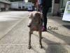 Grau at the shelter