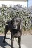 A2-face_soverign_f_weim