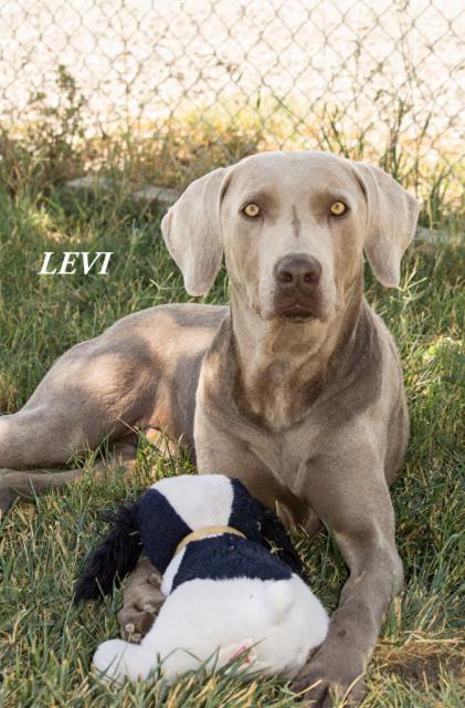 Levi loves toys!