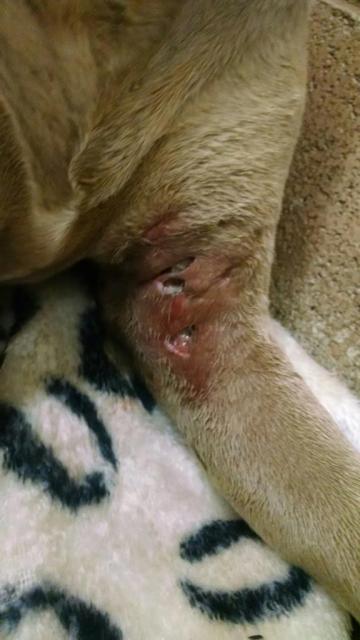 Deep untreated bite wound