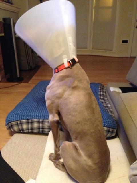 Bo.postsurgery