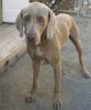 Bullet_weim_front_full_180x216