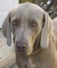 Bullet_weim_headshot_180x216