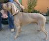 Bullet_weim_leftside_216x180