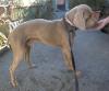 Bullet_weim_rightside_216x180