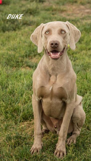 Duke sitting