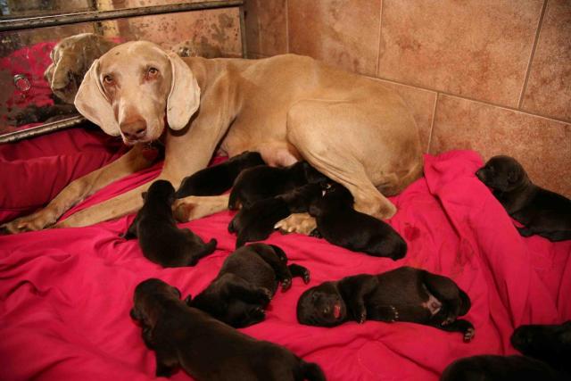 Celeste_new_mother