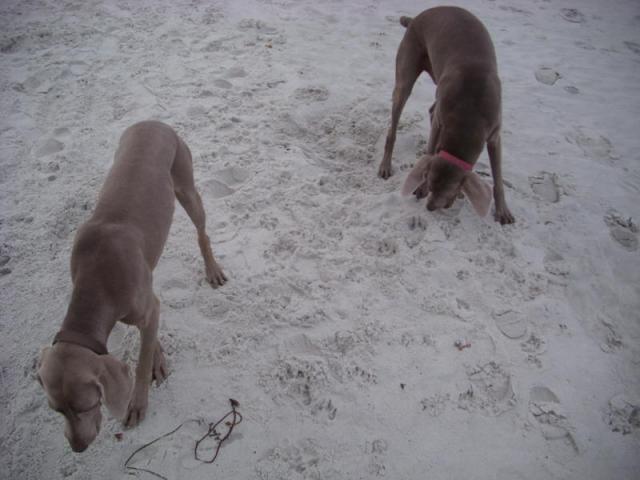 Paige and Hank at the Beach