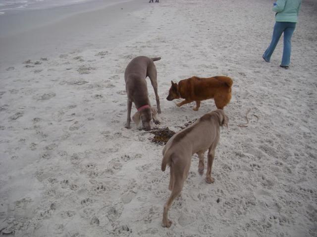 Paige and Hank make Friends at the Beach 1