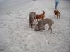 Paige and Hank make Friends at the Beach 2