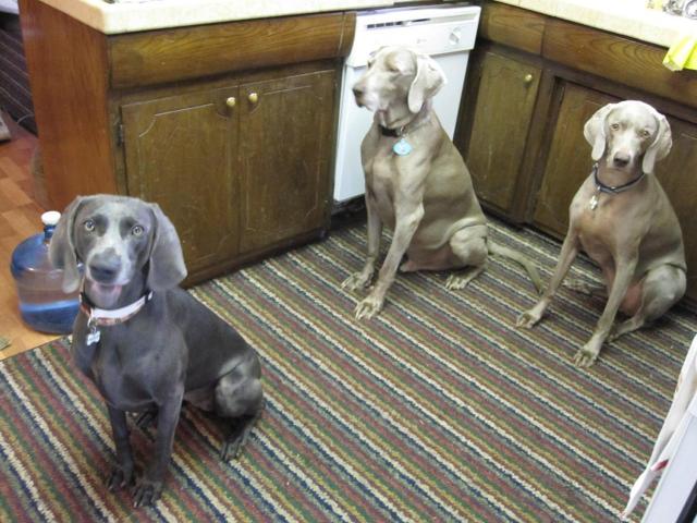 DiamondWagsWillowWaiting4Treat