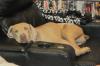 DutchessSnoozingRecliner.8.30.12