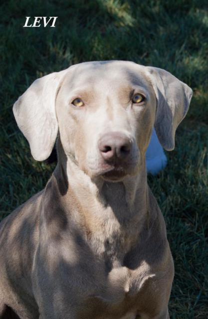 Handsome Levi!