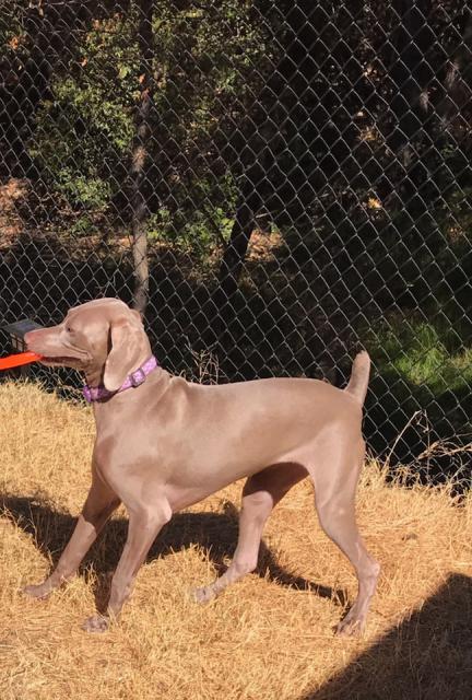 Princess with Toy