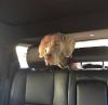 Jeff in Amber's car 9/19/2017