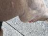 Large skin tag near elbow