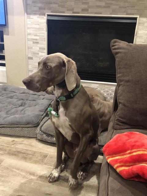 Winston sitting