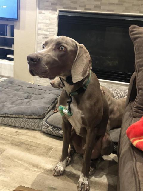 Winston sitting nice