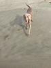 Willow running on beach 1/2017