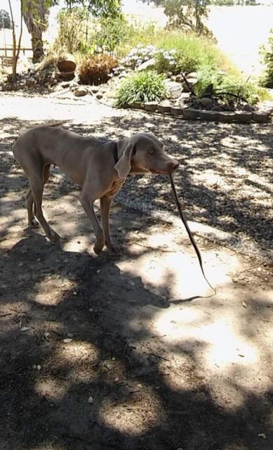 Molly with stick