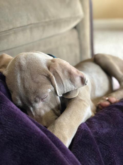 Indy sleeping