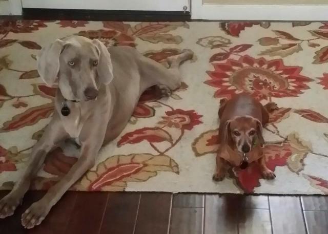 Aspen on rug with small friend