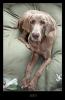 JOEY_020108_1