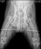 Katie_Rescue_18070-20140425154013600-original