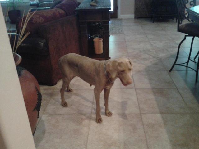 Lilly