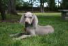Luke_puppy
