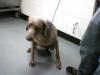Maddie.SSPCA