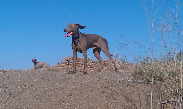 Marley.ears