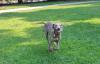 MollyRunningAtPark
