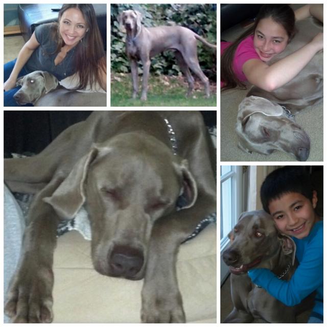 Murphy.collage