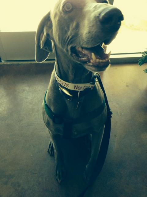 Riley.31643