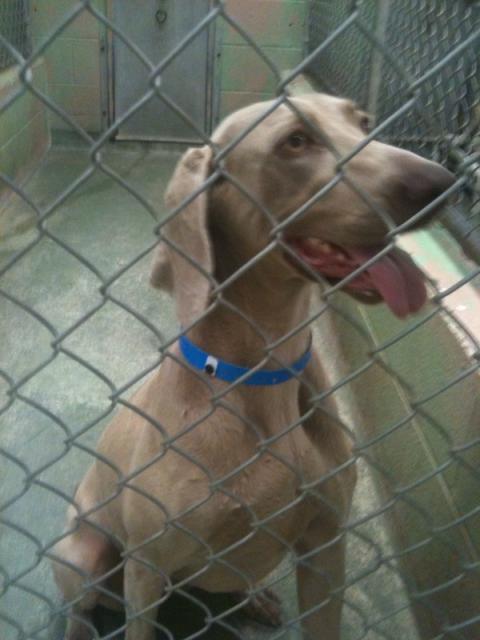 Roxie